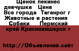 Щенок пекинес девчушка › Цена ­ 2 500 - Все города, Таганрог г. Животные и растения » Собаки   . Пермский край,Красновишерск г.